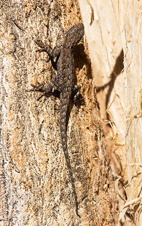 Ornate Tree Lizard Urosaurus ornatus