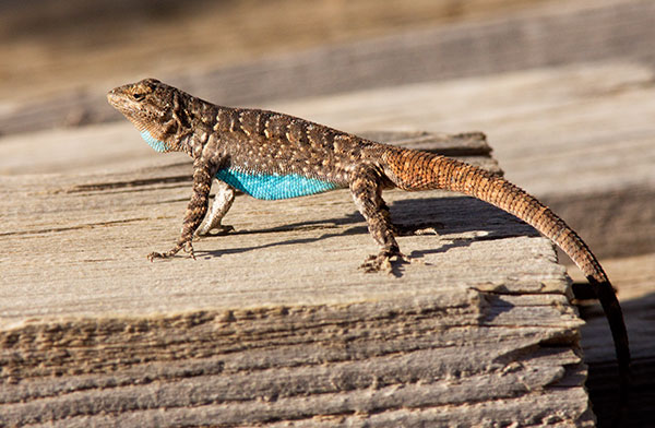 Ornate Tree Lizard Urosaurus ornatus