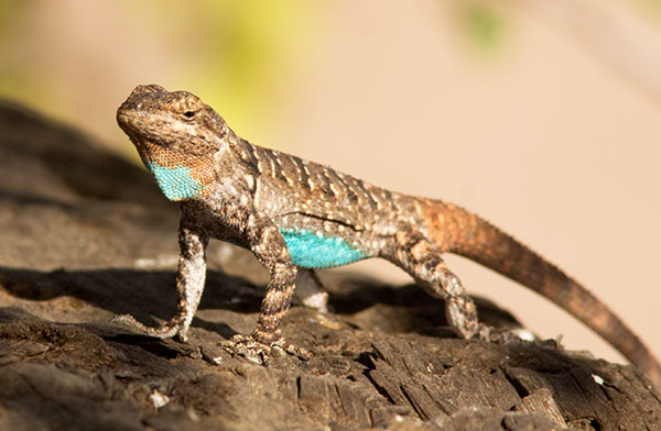 Ornate Tree Lizard Urosaurus ornatus