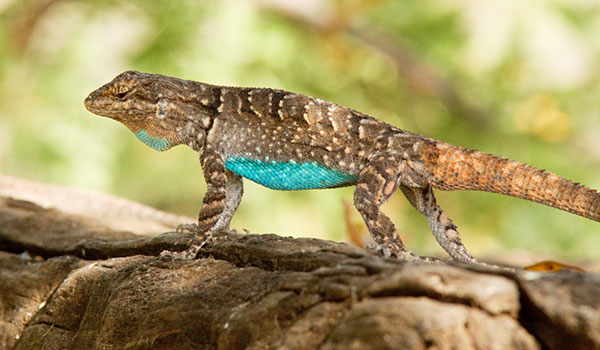 Ornate Tree Lizard Urosaurus ornatus