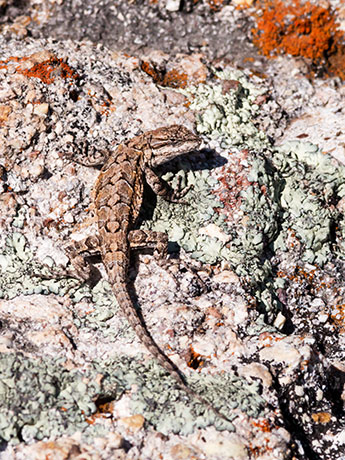 Ornate Tree Lizard Urosaurus ornatus