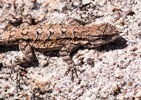 Ornate Tree Lizard Urosaurus ornatus