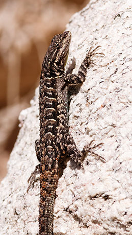 Ornate Tree Lizard Urosaurus ornatus