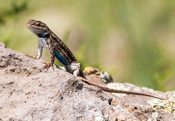 Ornate Tree Lizard Urosaurus ornatus