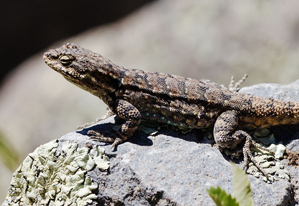 Ornate Tree Lizard Urosaurus ornatus