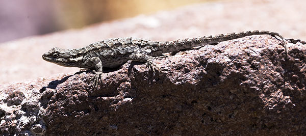 Ornate Tree Lizard Urosaurus ornatus
