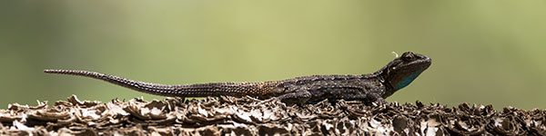 Ornate Tree Lizard Urosaurus ornatus
