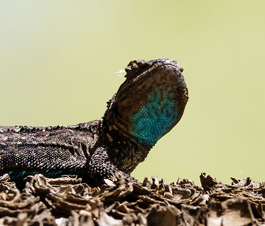 Ornate Tree Lizard Urosaurus ornatus