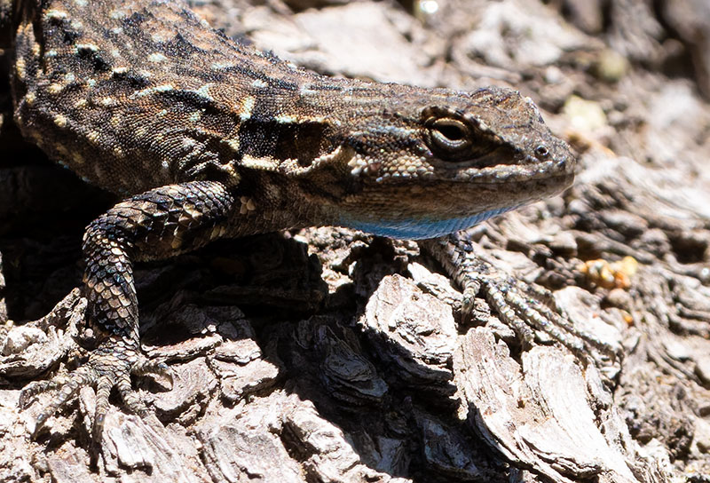 Ornate Tree Lizard Urosaurus ornatus