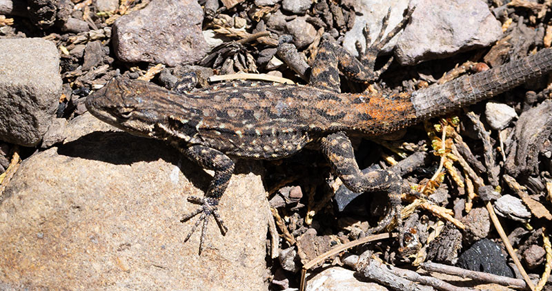 Ornate Tree Lizard Urosaurus ornatus