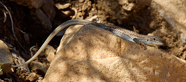 Chihuahuan Spotted Whiptail Lizard Aspidoscelis exsanguis 