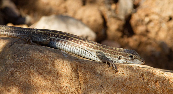 Chihuahuan Spotted Whiptail Lizard Aspidoscelis exsanguis 