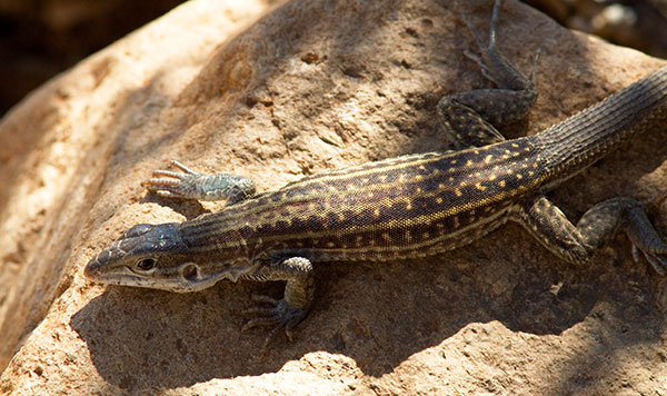 Chihuahuan Spotted Whiptail Lizard Aspidoscelis exsanguis 
