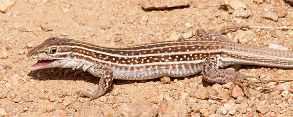 Chihuahuan Spotted Whiptail Lizard Aspidoscelis exsanguis 
