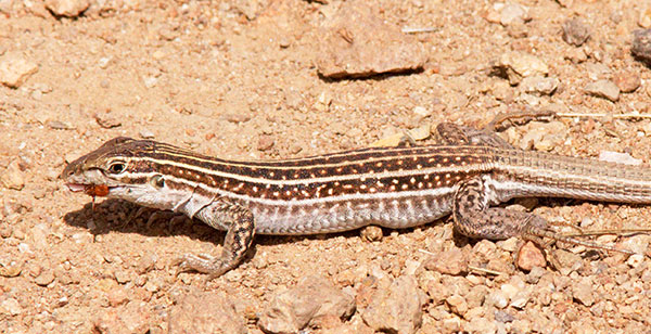 Chihuahuan Spotted Whiptail Lizard Aspidoscelis exsanguis 