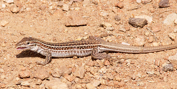 Chihuahuan Spotted Whiptail Lizard Aspidoscelis exsanguis 