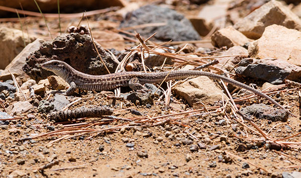 Chihuahuan Spotted Whiptail Lizard Aspidoscelis exsanguis 