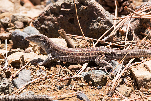 Chihuahuan Spotted Whiptail Lizard Aspidoscelis exsanguis 