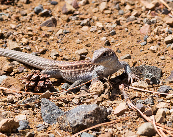 Chihuahuan Spotted Whiptail Lizard Aspidoscelis exsanguis 