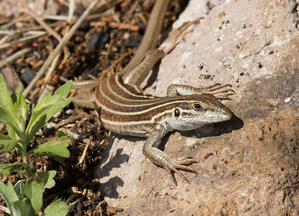 Desert Grassland Whiptail Lizard Aspidoscelis uniparens 