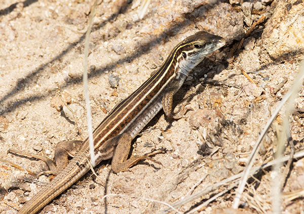 Desert Grassland Whiptail Lizard Aspidoscelis uniparens 