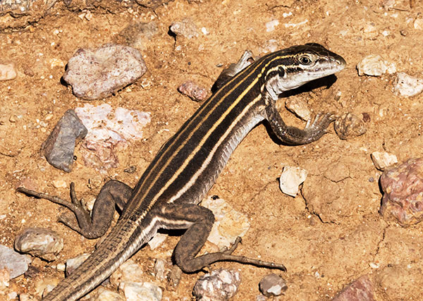 Desert Grassland Whiptail Lizard Aspidoscelis uniparens 
