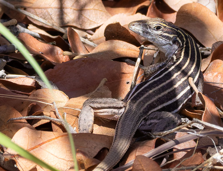 Desert Grassland Whiptail Lizard Aspidoscelis uniparens 