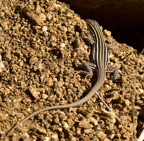 Gila Spotted Whiptail Lizard Aspidoscelis flagellicauda 
