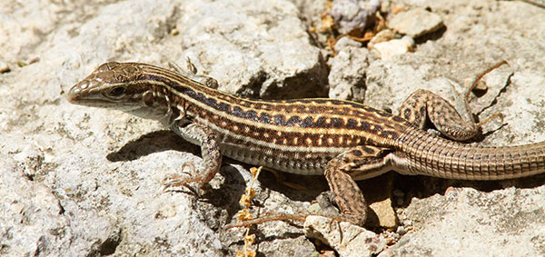 Gila Spotted Whiptail Lizard Aspidoscelis flagellicauda Gila Spotted Whiptail Lizard Aspidoscelis flagellicauda