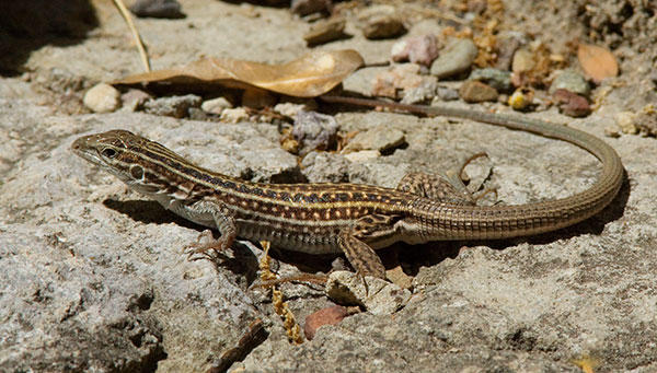 Gila Spotted Whiptail Lizard Aspidoscelis flagellicauda Gila Spotted Whiptail Lizard Aspidoscelis flagellicauda