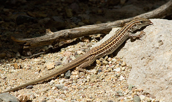 Gila Spotted Whiptail Lizard Aspidoscelis flagellicauda Gila Spotted Whiptail Lizard Aspidoscelis flagellicauda