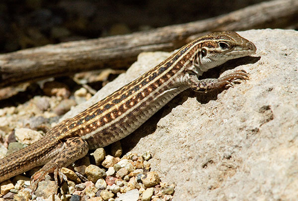 Gila Spotted Whiptail Lizard Aspidoscelis flagellicauda Gila Spotted Whiptail Lizard Aspidoscelis flagellicauda