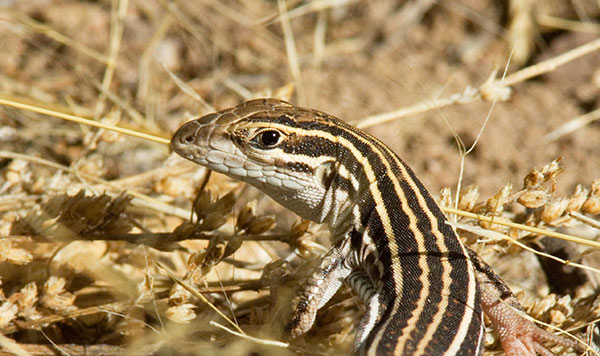 Gila Spotted Whiptail Lizard Aspidoscelis flagellicauda  Gila Spotted Whiptail Lizard Aspidoscelis flagellicauda