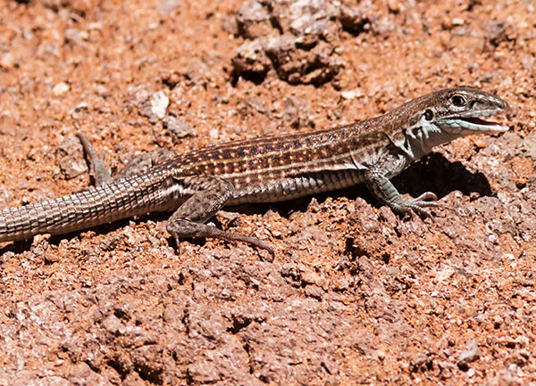Gila Spotted Whiptail Lizard Aspidoscelis flagellicauda 