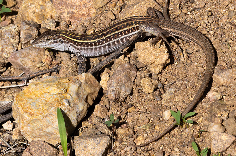Gila Spotted Whiptail Lizard Aspidoscelis flagellicauda Gila Spotted Whiptail Lizard Aspidoscelis flagellicauda
