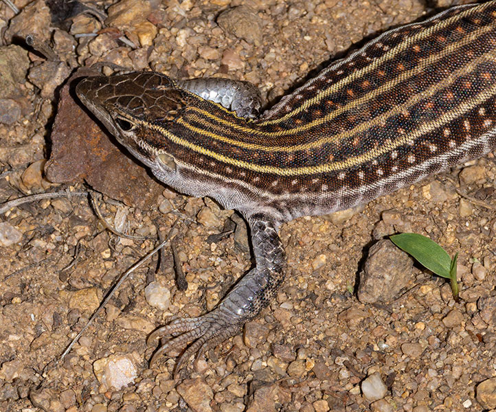 Gila Spotted Whiptail Lizard Aspidoscelis flagellicauda Gila Spotted Whiptail Lizard Aspidoscelis flagellicauda