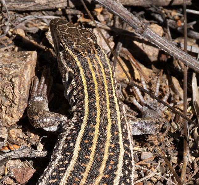 Gila Spotted Whiptail Lizard Aspidoscelis flagellicauda Gila Spotted Whiptail Lizard Aspidoscelis flagellicauda