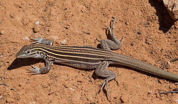 Plateau Striped Whiptail Lizard Aspidoscelis velox 