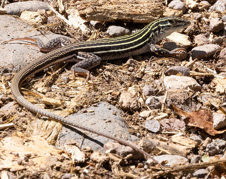 Plateau Striped Whiptail Lizard Aspidoscelis velox 