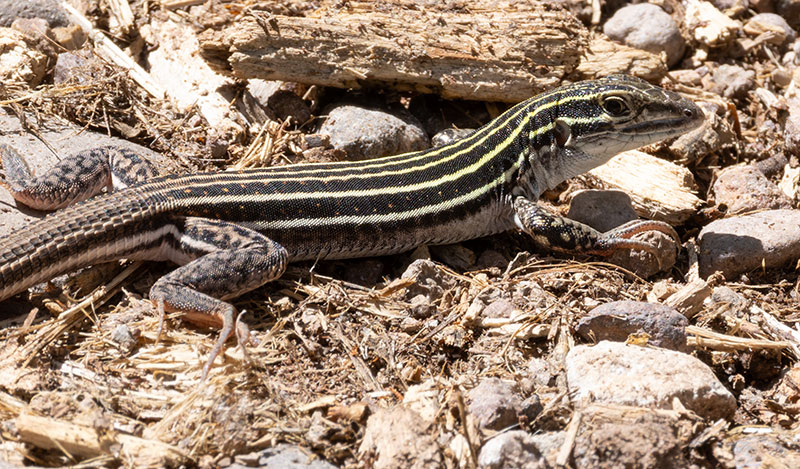Plateau Striped Whiptail Lizard Aspidoscelis velox 