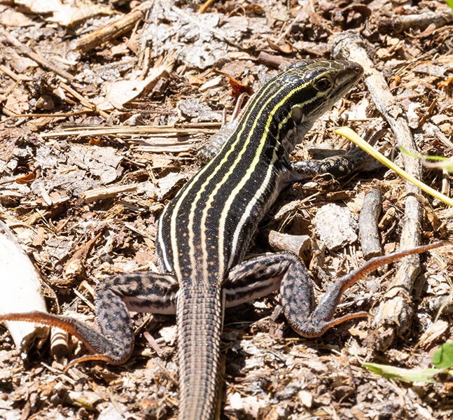 Plateau Striped Whiptail Lizard Aspidoscelis velox 