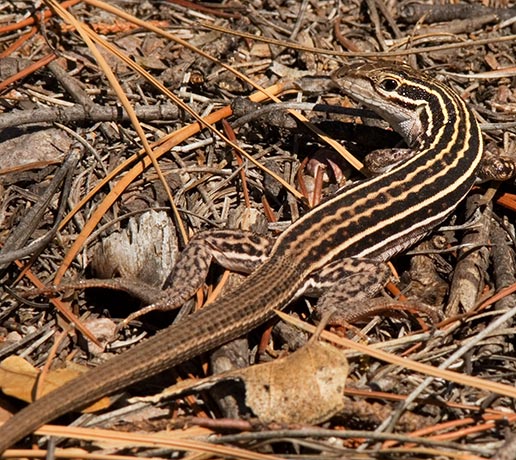 Sonoran Spotted Whiptail Lizard Aspidoscelis sonorae 