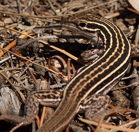 Sonoran Spotted Whiptail Lizard Aspidoscelis sonorae 