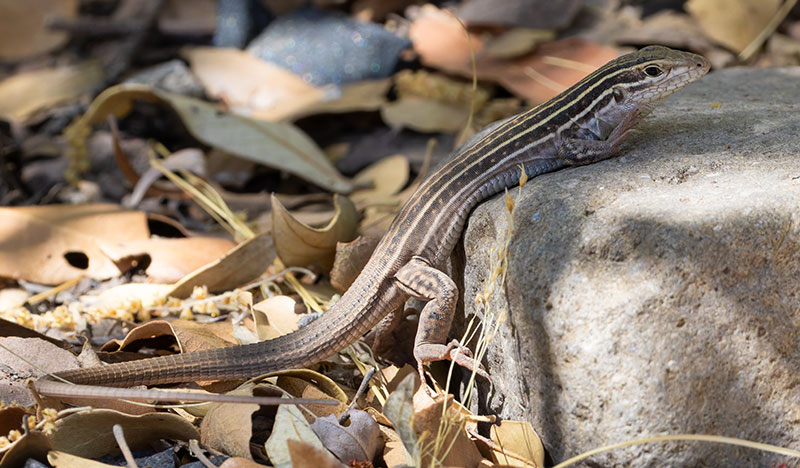 Sonoran Spotted Whiptail Lizard Aspidoscelis sonorae 