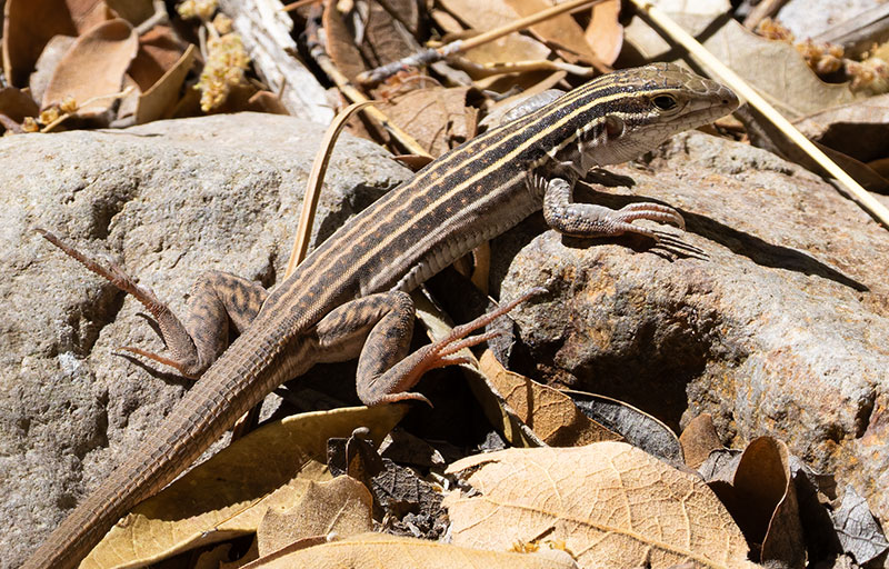 Sonoran Spotted Whiptail Lizard Aspidoscelis sonorae 