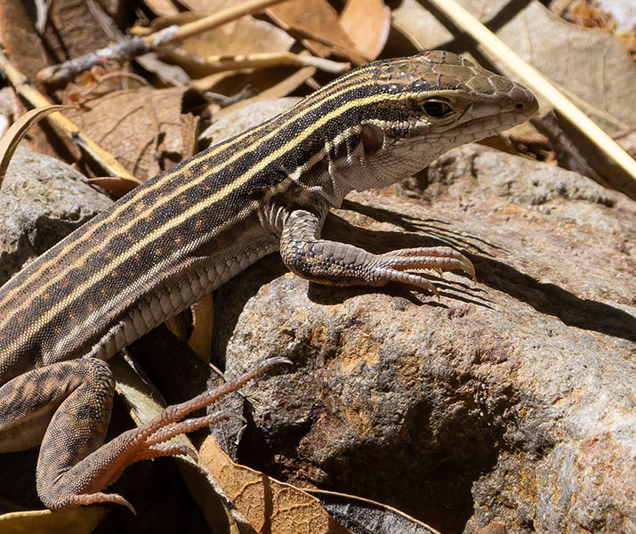 Sonoran Spotted Whiptail Lizard Aspidoscelis sonorae 