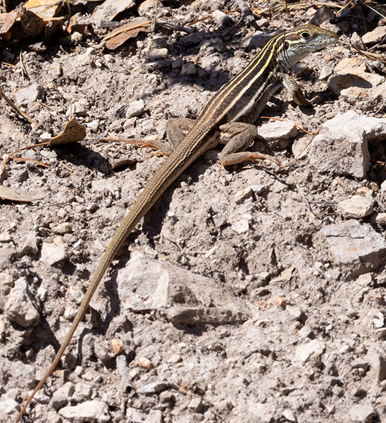 Sonoran Spotted Whiptail Lizard Aspidoscelis sonorae 