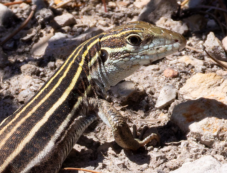 Sonoran Spotted Whiptail Lizard Aspidoscelis sonorae 