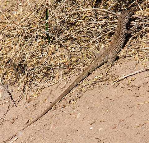Tiger Whiptail Lizard Aspidoscelis tigris Cnemidophorus tigris