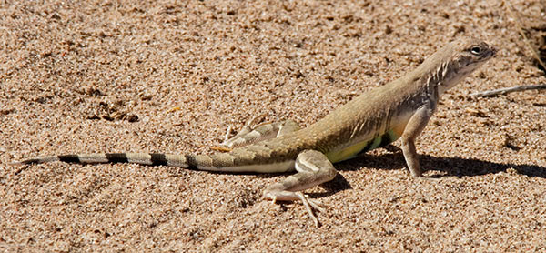 Zebra-tailed Lizard Callisaurus draconoides